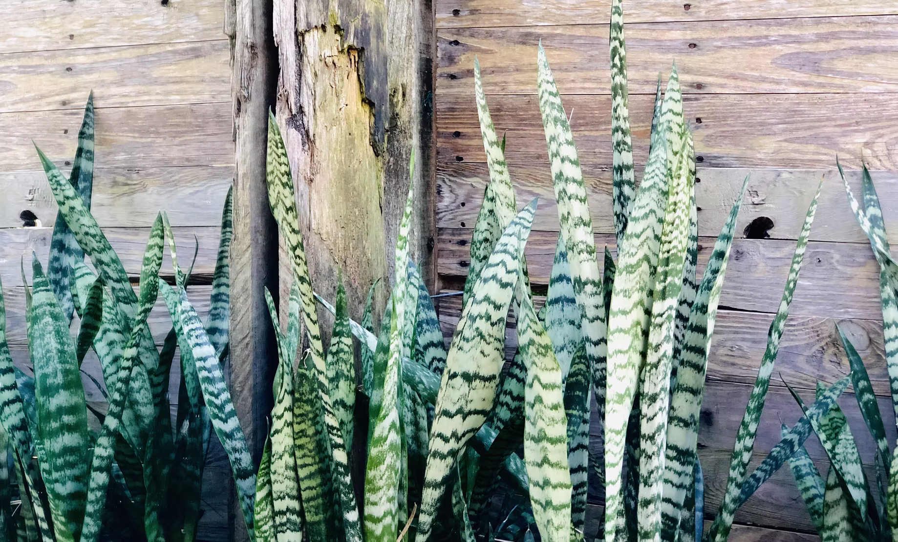 Snake plants and indoor foliage at New Leaf Nursery, Ingleside
