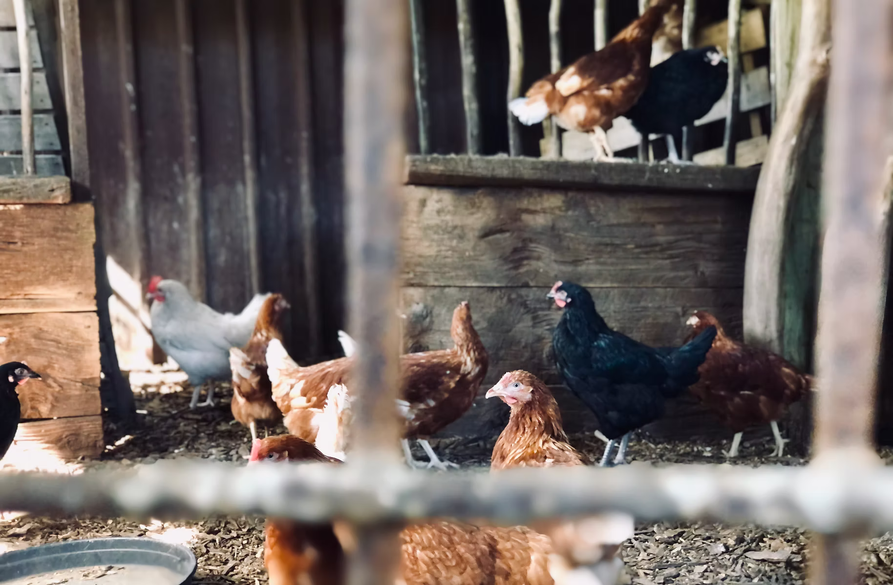 Backyard hens in the chicken run at New Leaf Nursery