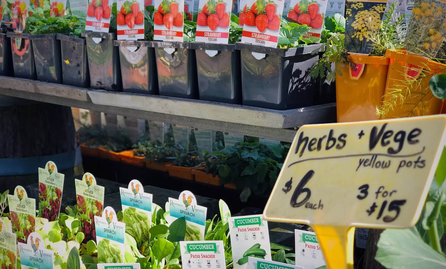 Herb and vegetable seedling punnets with pricing at New Leaf Nursery