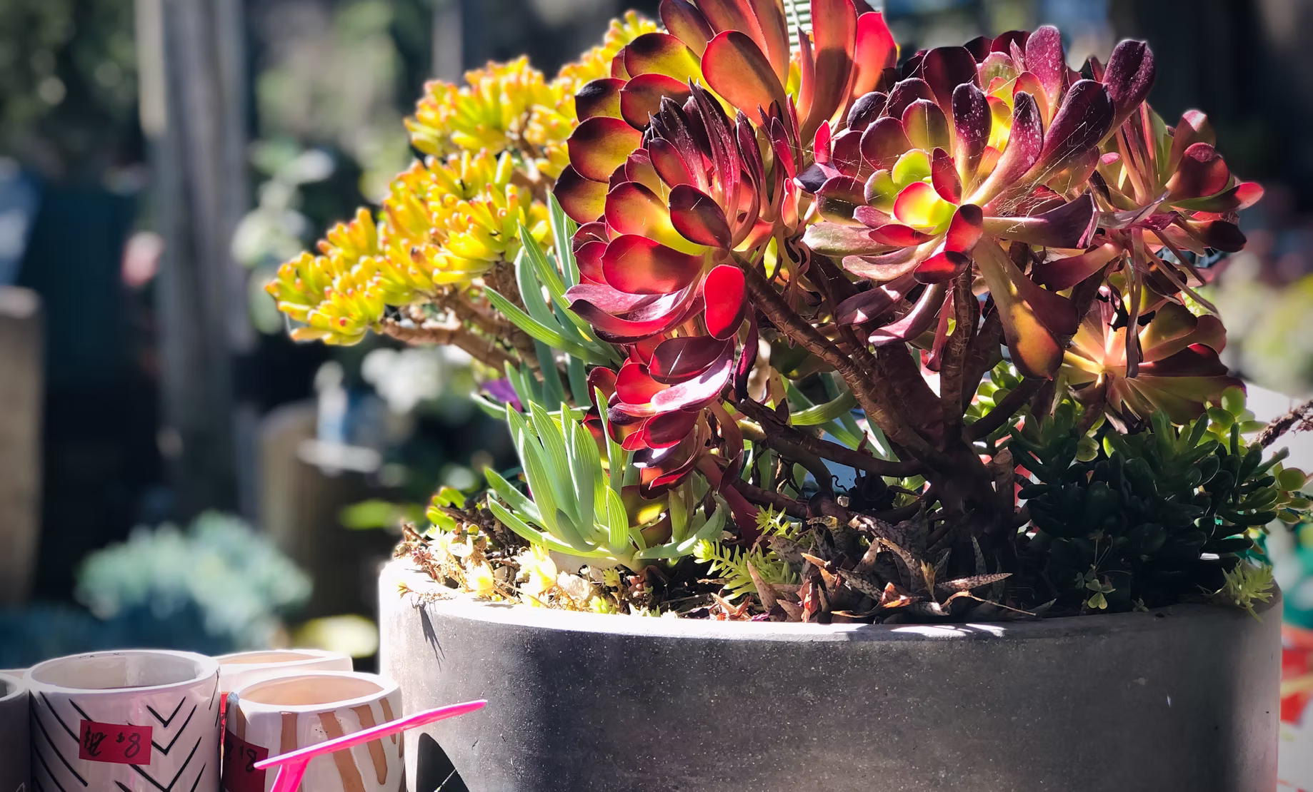 A glimpse inside New Leaf Nursery