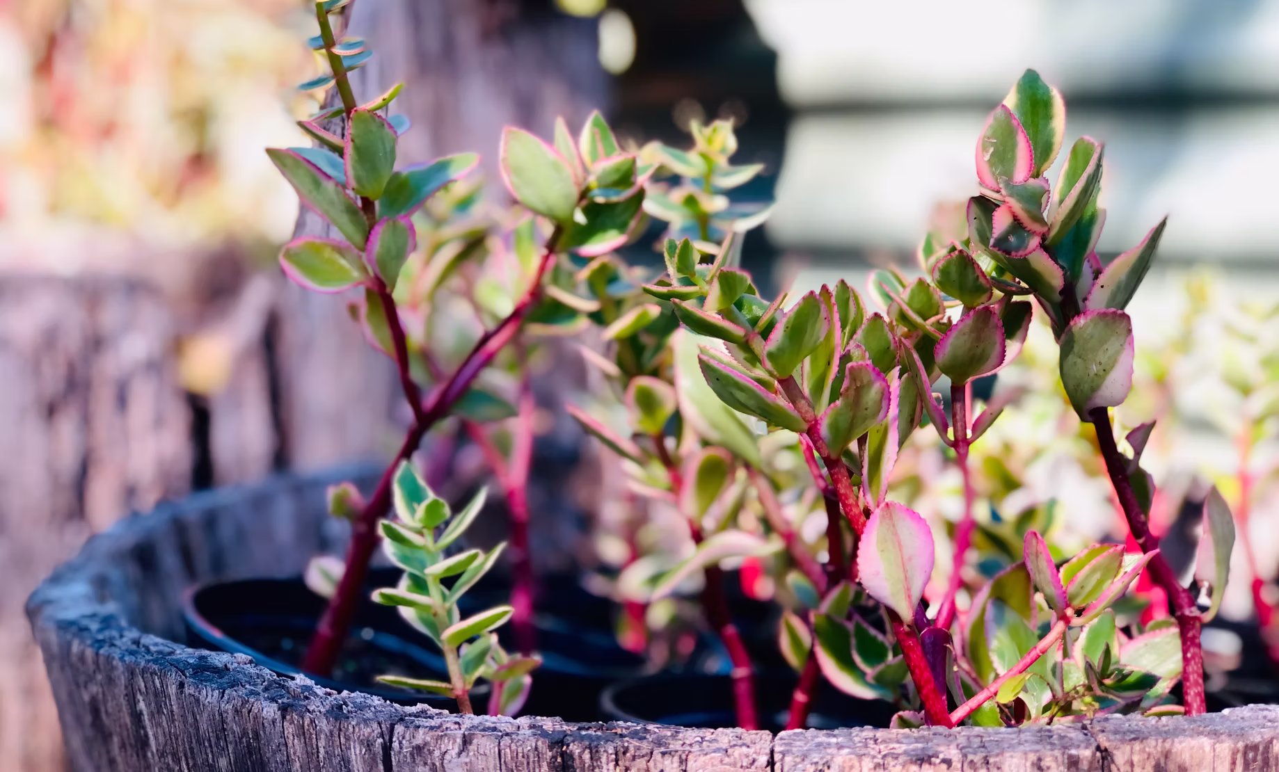Pink-edged succulent cuttings growing in a half wine barrel at New Leaf Nursery