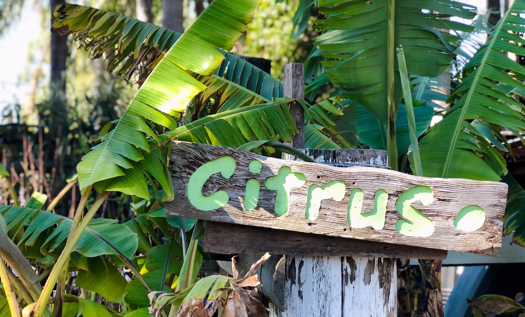 A hand-painted Citrus sign among fruit trees at New Leaf Nursery